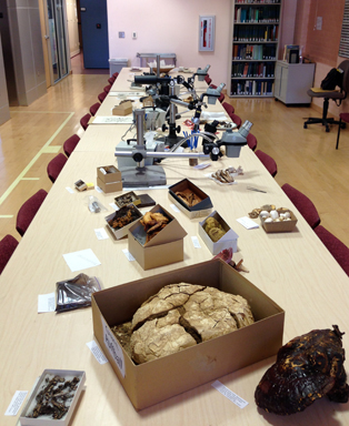 Herbarium specimens depicting fungal diversity 