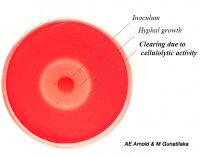 FunctionalTrait-Cellulase-v2