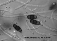 Taxonomy-Endophyte1v2